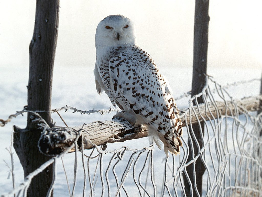 White Winter Owl, Rocky Mountains